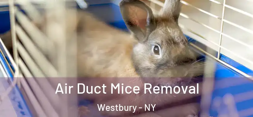  Air Duct Mice Removal Westbury - NY